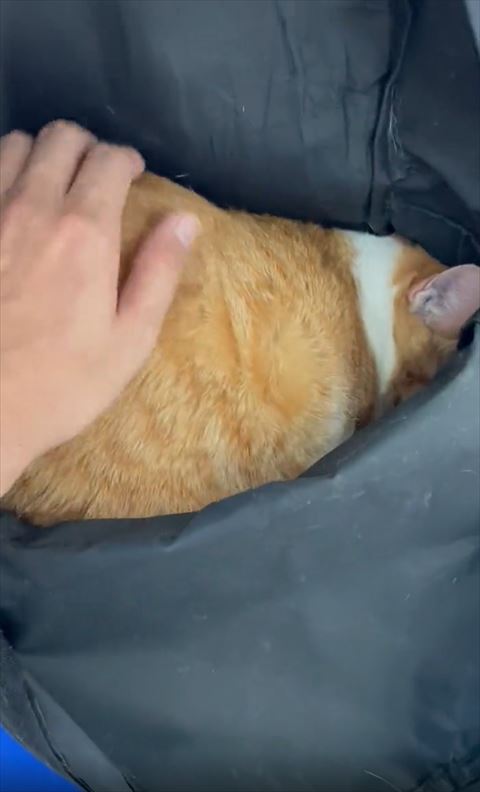 猫ちゃんのお尻さわる