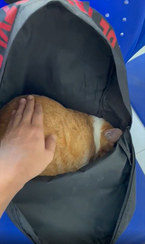 指先猫ちゃんさわる