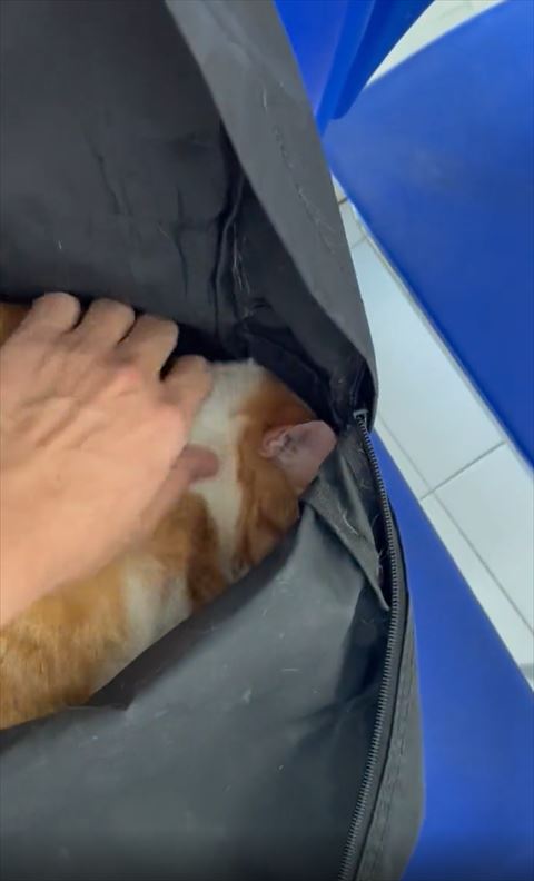 猫の首元さわる