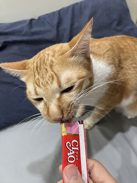 チュール食べる猫