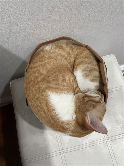 丸まってる猫上から
