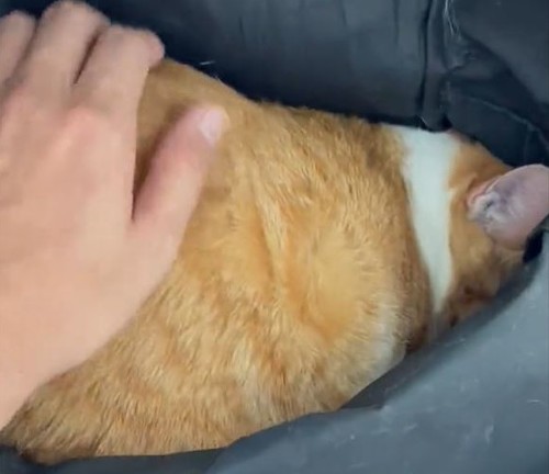 動物病院で石になる猫