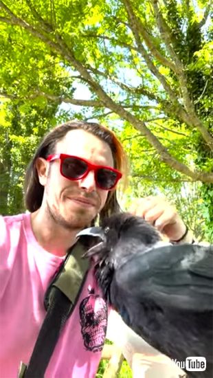 返事をするカラス