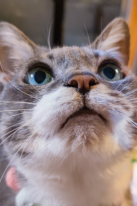 かわいい保護猫