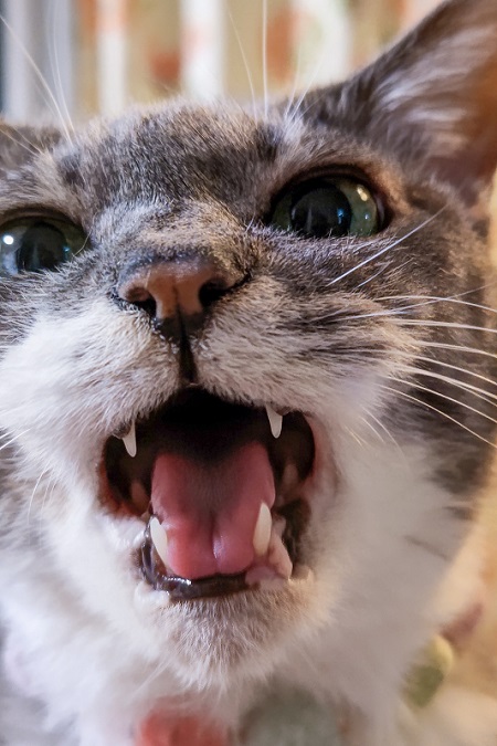 口を大きく開ける猫
