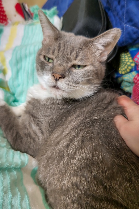 猫の面白い表情