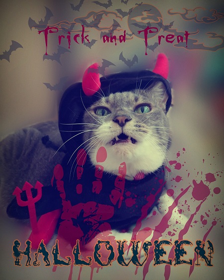ハロウイーン猫
