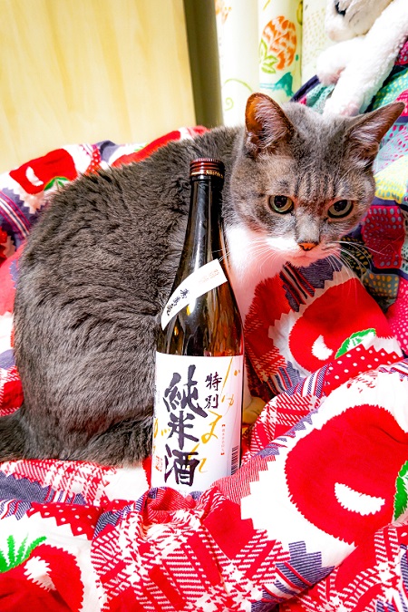酒瓶と猫