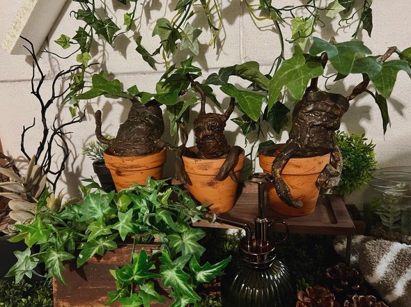 植木鉢にすっぽりと収まったマンドレイク（マンドラゴラ）の画像