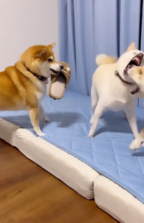 兄妹ケンカを止めに入る柴母