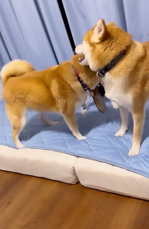 兄妹ケンカを止めに入る柴母