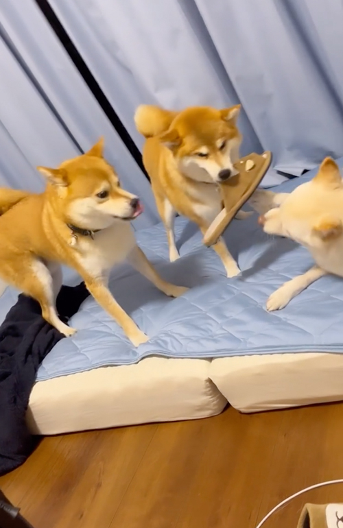 兄妹ケンカを止めに入る柴母