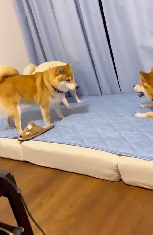 兄妹ケンカを止めに入る柴母