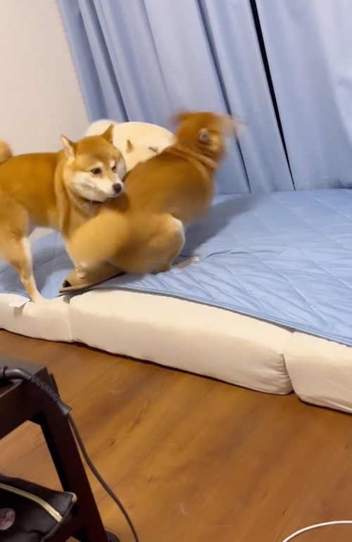 兄妹ケンカを止めに入る柴母