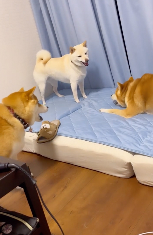 兄妹ケンカを止めに入る柴母