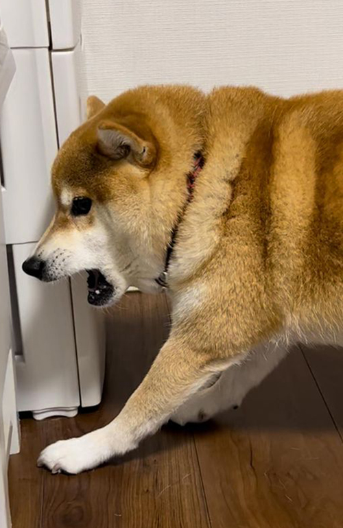 食料が入ってる引き出しを守る柴犬