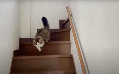 お出迎えするも塩対応な猫たち