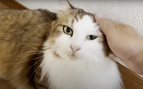 お出迎えするも塩対応な猫たち