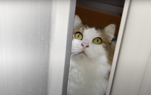 お出迎えするも塩対応な猫たち