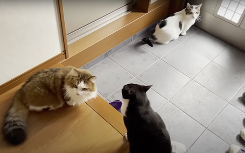 お出迎えするも塩対応な猫たち