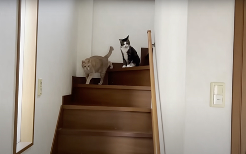 お出迎えするも塩対応な猫たち