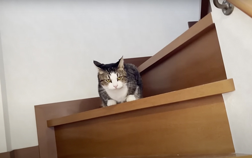 お出迎えするも塩対応な猫たち