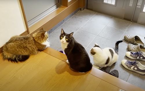 お出迎えするも塩対応な猫たち