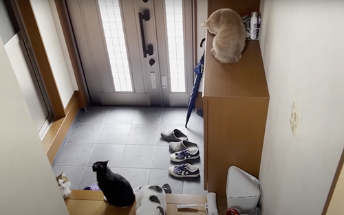 お出迎えするも塩対応な猫たち