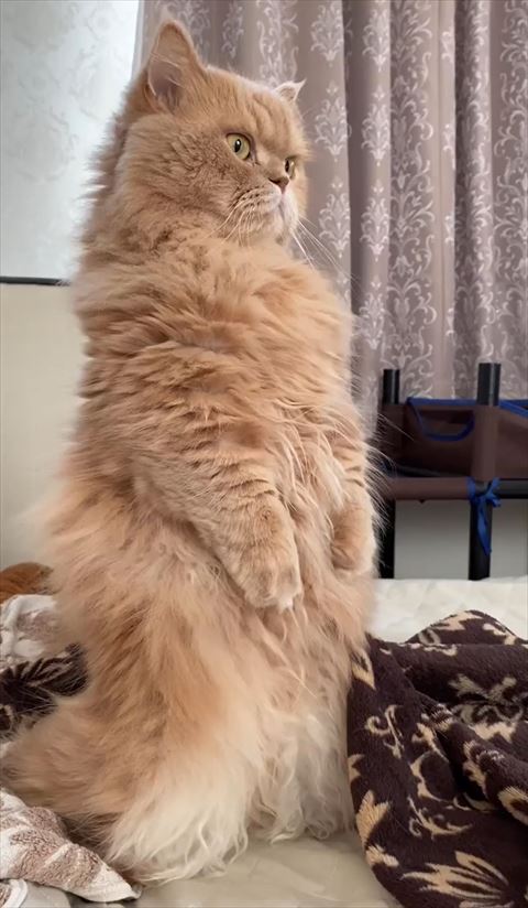 立ち上がった猫ちゃん斜め横から