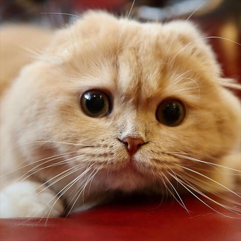 スコティッシュアップ