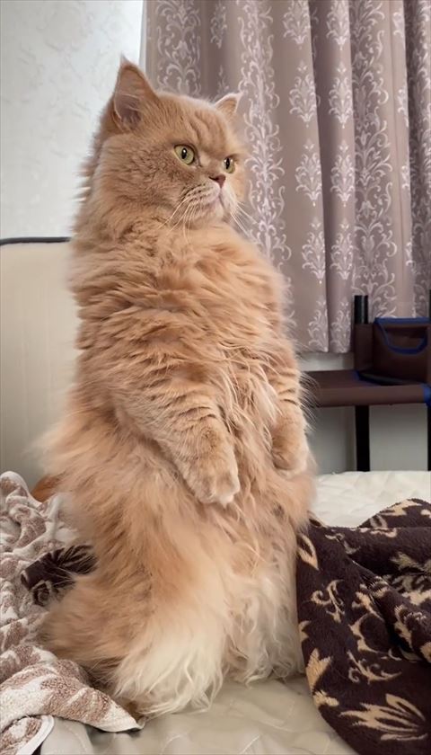 立ち上がった猫ちゃん斜め前から