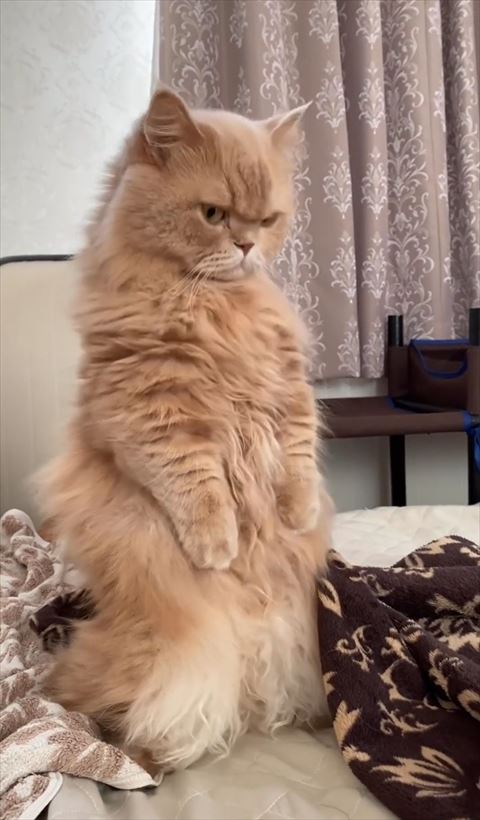 頭さげてる猫ちゃん