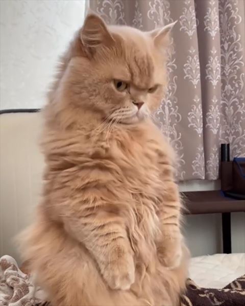 トリミング