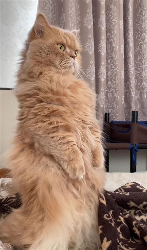 立ち上がった猫ちゃん斜め横からキリっとしてる