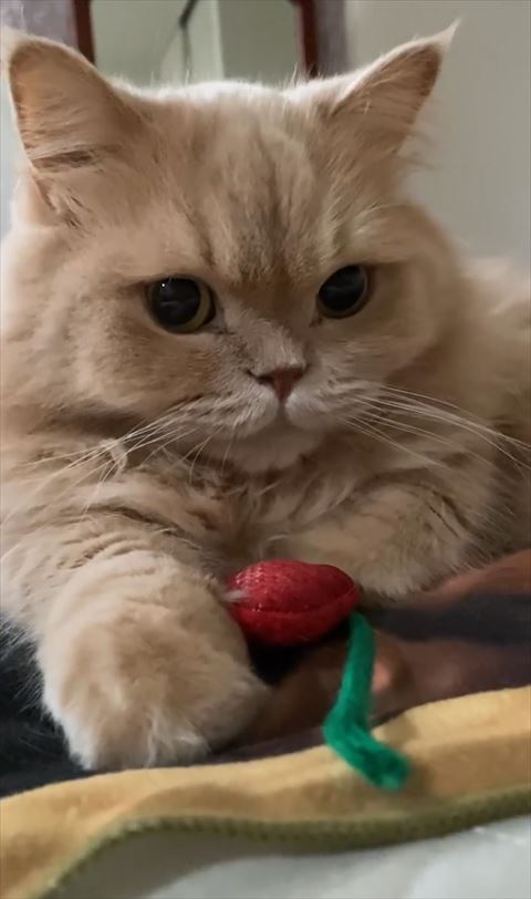 いちごのおもちゃと猫