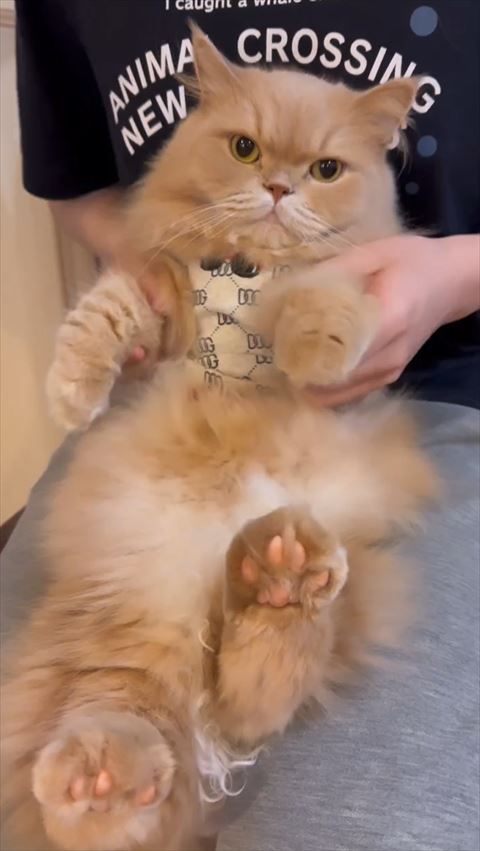飼い主膝の上