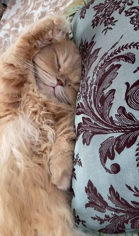 寝てる猫ちゃん