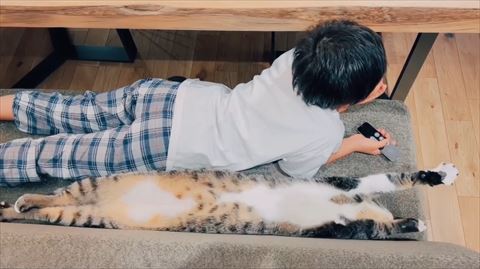 前足のばす猫左前足下