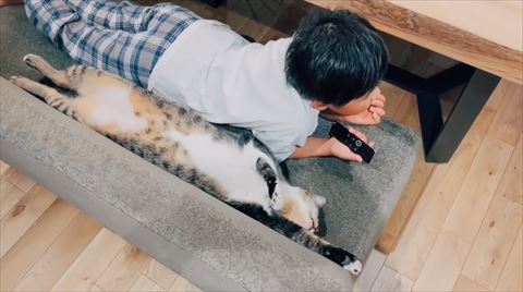 片前足伸ばす猫ちゃん