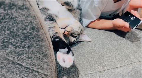 肉球見せる猫