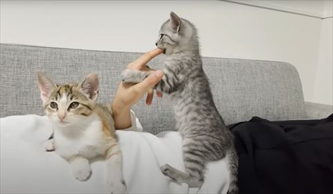 2足立ち子猫横から