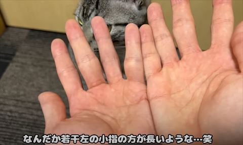飼い主さんの手のひら