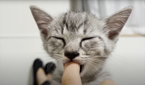 子猫指ちゅぱアップ
