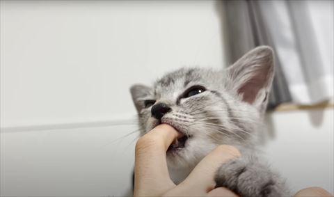 指ちゅぱ子猫下から