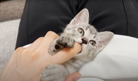 横になって指ちゅぱ子猫