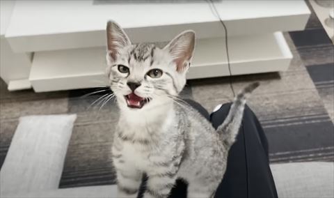 鳴いてる子猫