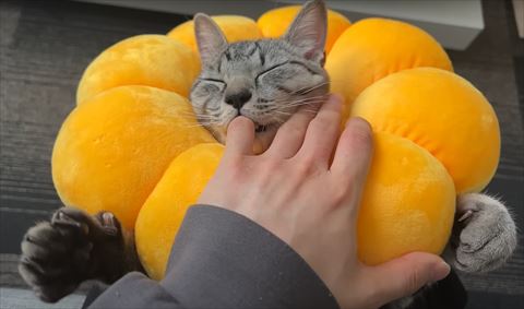 お花のカーラー猫