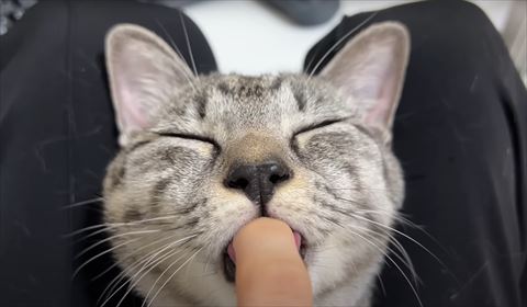 成猫ゆびちゅぱ