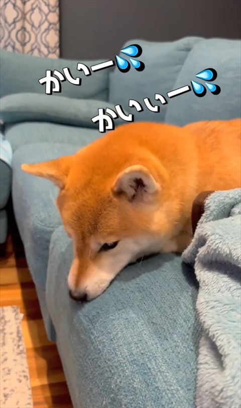 かいーテロップ