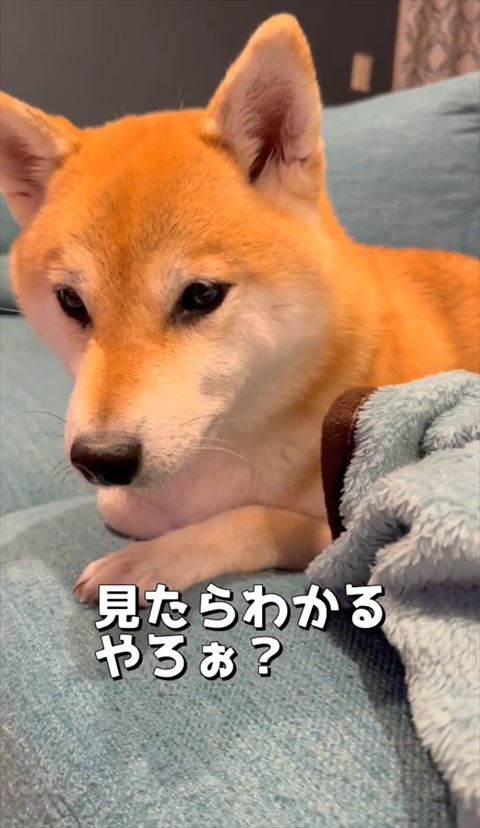 見たらわかるやろテロップ